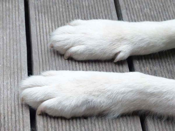 на задних лапах собаки 4 пальца, а на передних пять