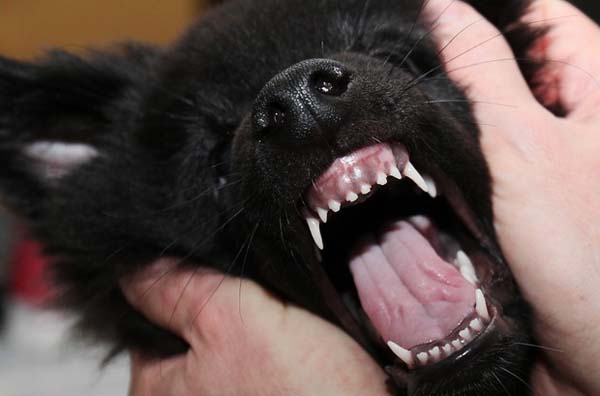 У собак в норме 42 зуба. 