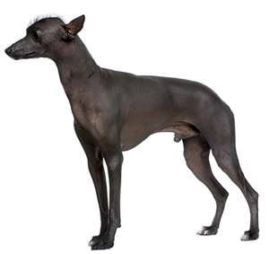 перуанская голая собака